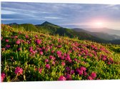 PVC Schuimplaat - Zon Verdwijnend Achter Bergen bij Roze Bloemenveld - 105x70 cm Foto op PVC Schuimplaat (Met Ophangsysteem)