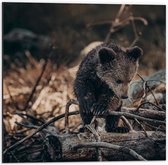 Dibond - Nieuwsgierige Kleine Beer tussen Takken in het Bos - 50x50 cm Foto op Aluminium (Met Ophangsysteem)