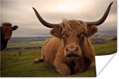 Highlander écossais avec jeune poster papier 180x120 cm - Tirage photo sur Poster (décoration murale salon / chambre) / Poster Animaux sauvages XXL / Groot format!