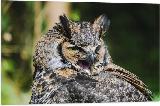 WallClassics - Drapeau - Hibou béant - Photo 90x60 cm sur drapeau polyester