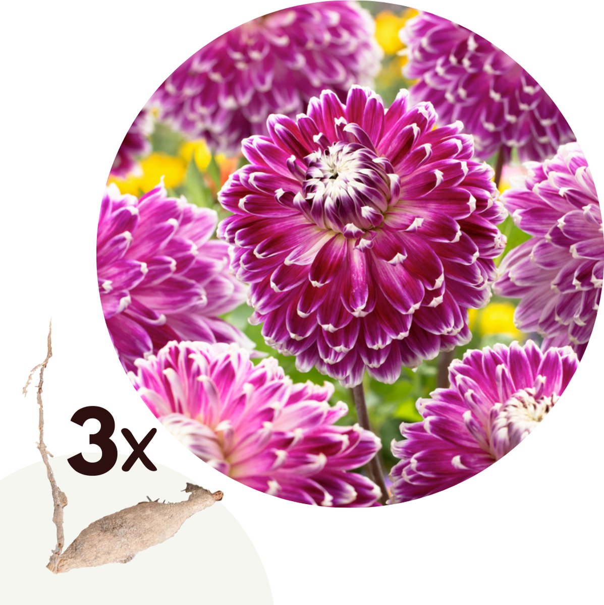 Plant in a Box - Dahlia Vancouver - Set van 3 - Dahliaknollen Dinner-plate - Prachtige zomerbloeier - Bloembollen