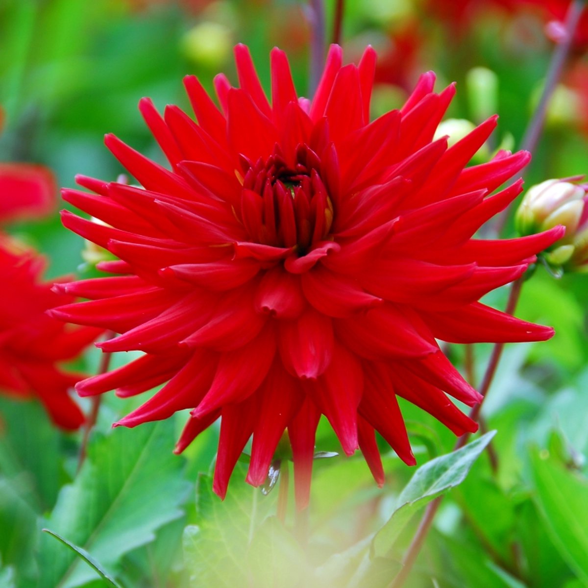 Dahlia Red Pygmy | 6 stuks | Cactus Dahlia | Knol | Geschikt voor in Pot | Rood | Dahlia Knollen van Top Kwaliteit | 100% Bloeigarantie | QFB Gardening