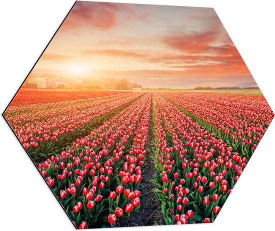 Dibond Hexagon - Rijen Roodkleurige Tulpen in Bloemenveld in Nederland - 80x69.6 cm Foto op Hexagon (Met Ophangsysteem)