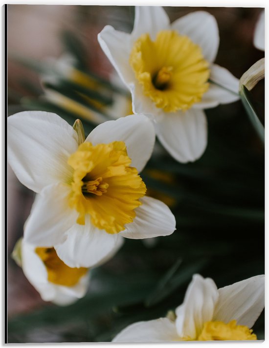 WallClassics - Dibond - Multiflora Narcis Bloem in het Wit/Geel - 30x40 cm Foto op Aluminium (Met Ophangsysteem)