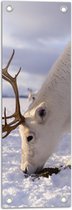 WallClassics - Tuinposter – Grazend Wit Hert in de Sneeuw - 20x60 cm Foto op Tuinposter (wanddecoratie voor buiten en binnen)