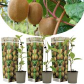 Plant in a Box - Kiwi Actinidia 'Jenny' - Set van 3 - Kiwiplanten - Pot 9cm - Hoogte 20-40cm