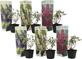 Plant in a Box - Mix van 6 Vlinderstruiken - Buddleja davidii 'Nanho Blue', 'Pink delight', 'White profusion' - Pot 9cm - Hoogte 25-40cm
