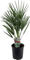 Plant in a Box - Chamaerops Humilis - Europese Dwergpalm - Winterhard - Pot 15cm - Hoogte 50-60cm