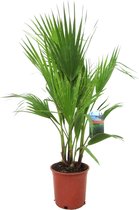 Plant in a Box - Washingtonia Robusta - Mexicaanse Waaierpalm - Tuinplant - Pot 21cm - Hoogte 70-90cm