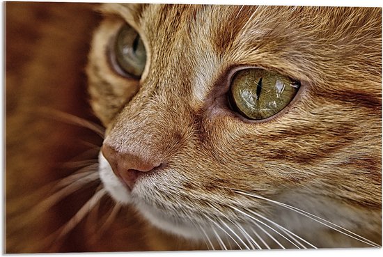 WallClassics - Acrylglas - Close Up van Bruine Ogen van Kat - 75x50 cm Foto op Acrylglas (Wanddecoratie op Acrylaat)