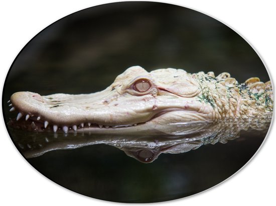 WallClassics - Dibond Ovaal - CLose-Up van Mississippialligator - 40x30 cm Foto op Ovaal (Met Ophangsysteem)