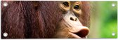 Tuinposter – Fluitende Rood-Bruine Orang Oetan in Regenwoud - 60x20 cm Foto op Tuinposter (wanddecoratie voor buiten en binnen)