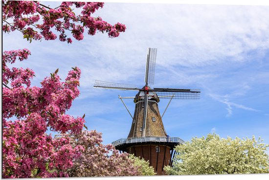 Dibond - Bloesembomen voor Traditione Molen in Nederland - 90x60 cm Foto op Aluminium (Met Ophangsysteem)