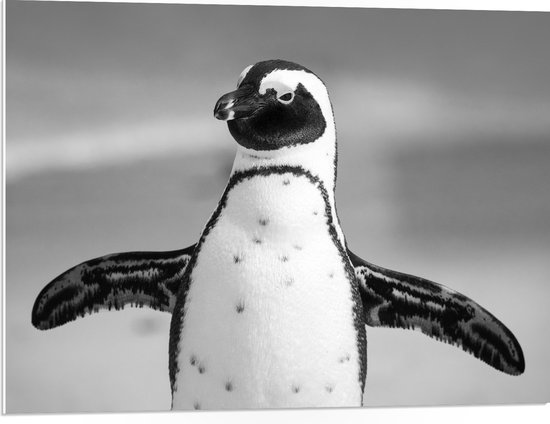 WallClassics - PVC Schuimplaat - Pingiun met Gespreide Armen (Zwart, wit) - 80x60 cm Foto op PVC Schuimplaat (Met Ophangsysteem)