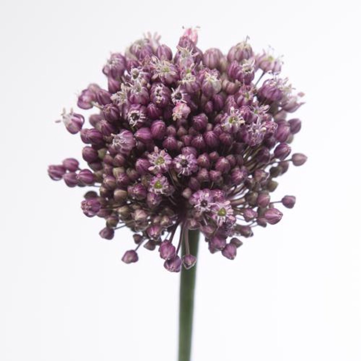 10x Allium purple mystery 70cm