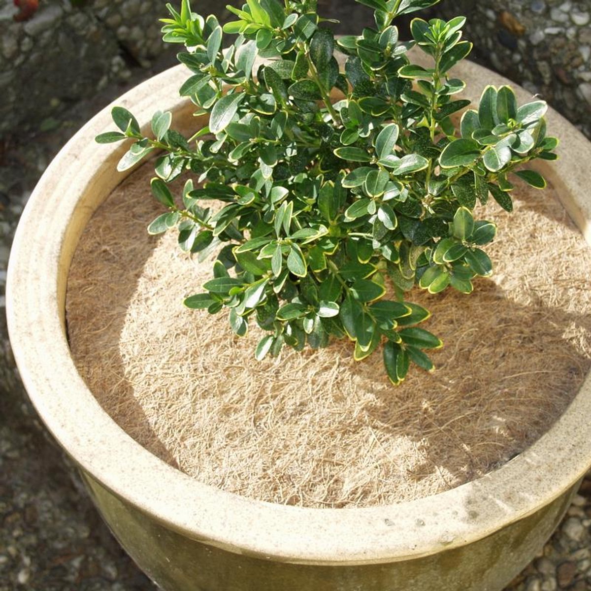 Noor winterbescherming kokosschijf diameter 37 cm