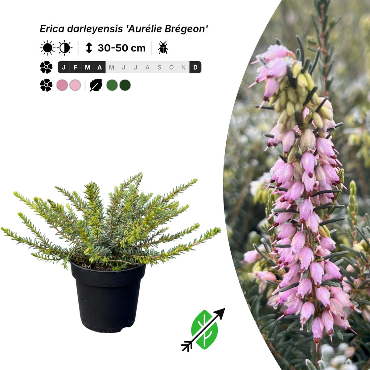 Singleplants - 6x Erica darleyensis 'Aurélie Brégeon' - Pot P9,5 - bodembedekker - winterhard tot -20°C