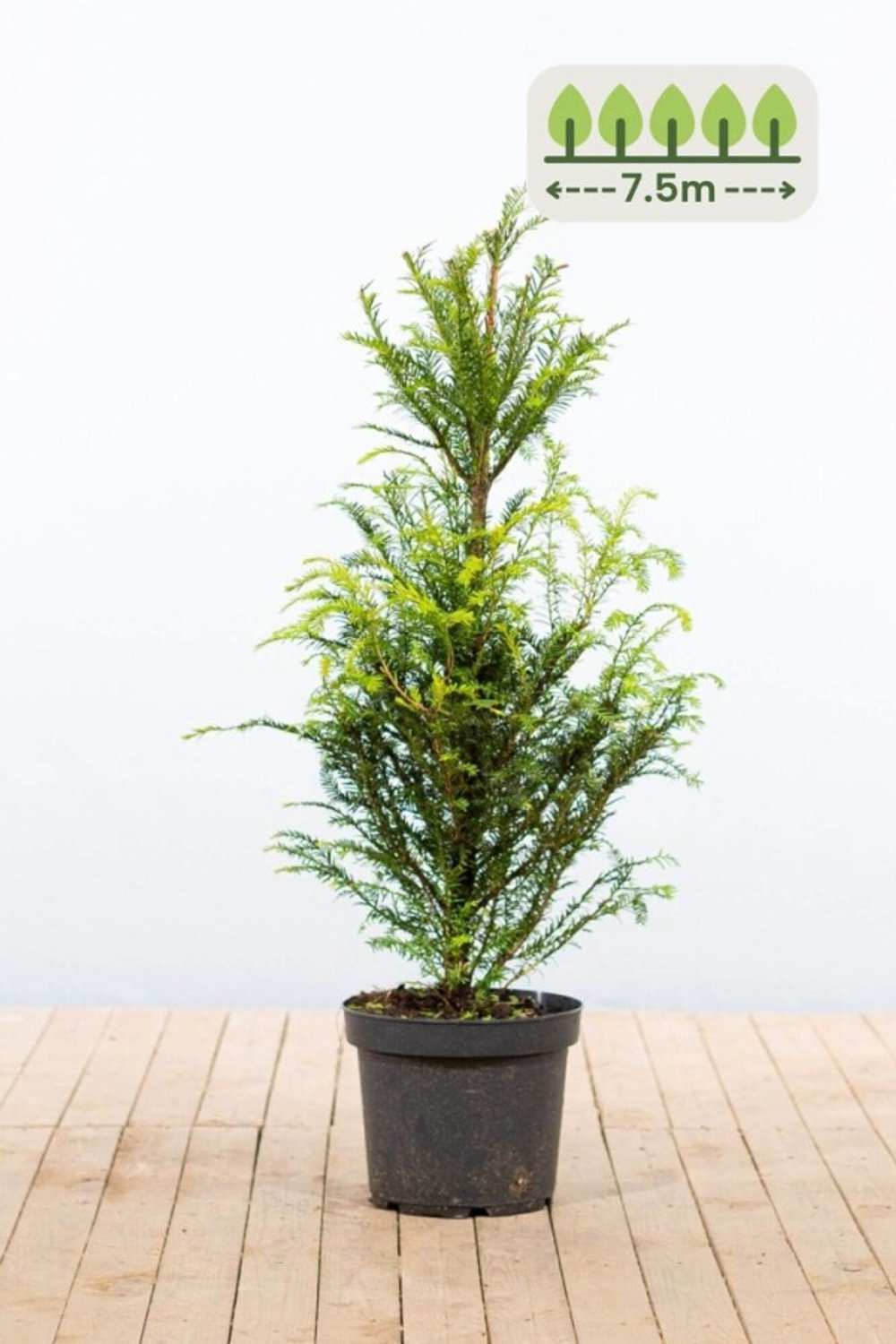 Taxus Baccata 80-100 cm voor 7.5 meter - 23st. Taxus baccata