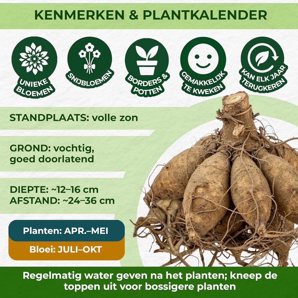 Cactus Yellow Tubers, 5 Dahlia uien variëteiten mengen van Holland, echte grote Dahlia -planten voor tuin en potten (geen zaden, niet kunstmatig)
