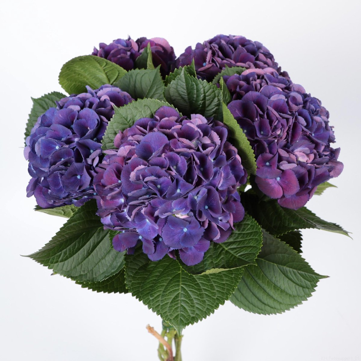 10x Hydr.royal king 50cm