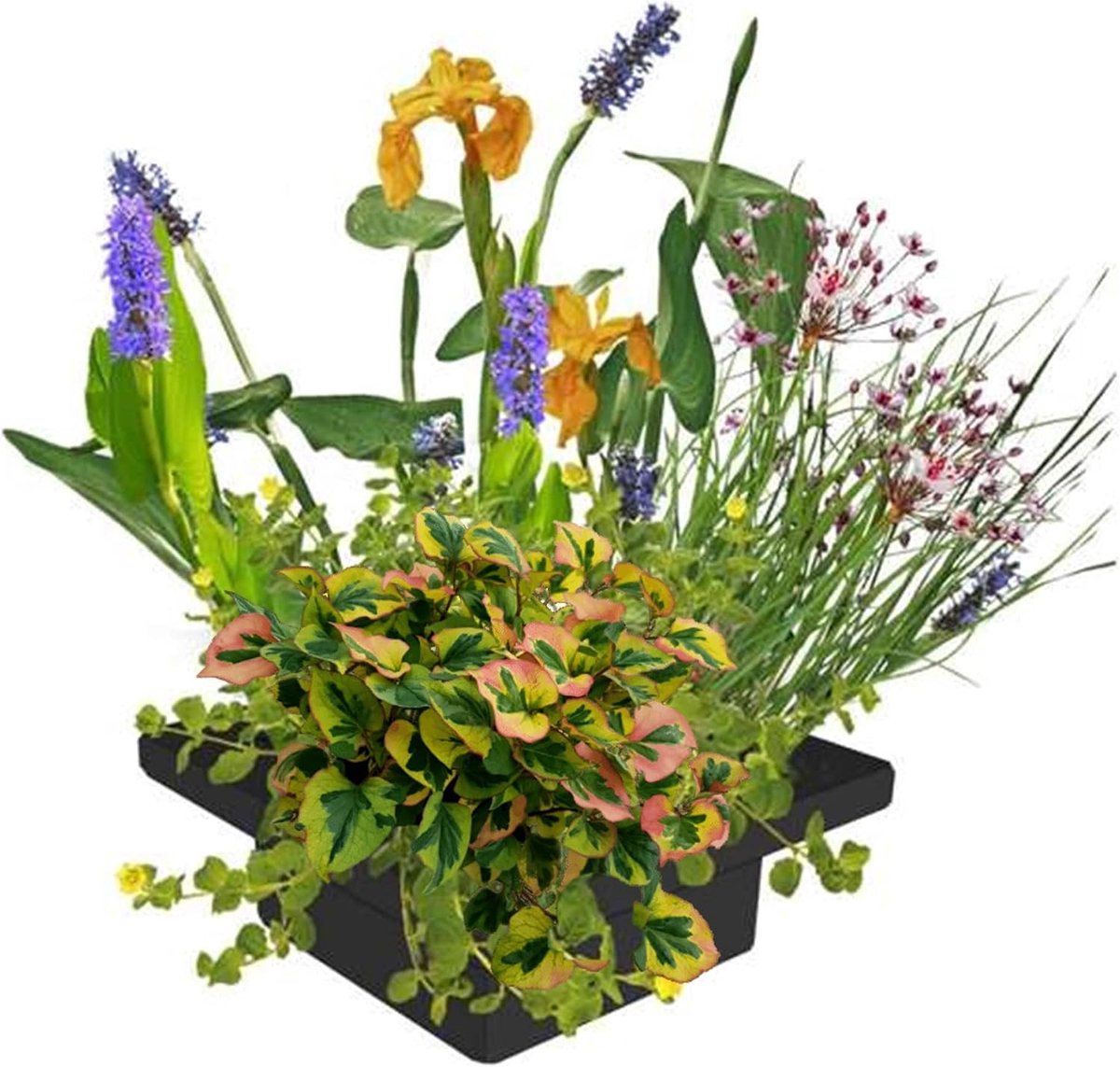 vdvelde.com - Planteneiland drijvend 25x25 cm met vijverplanten