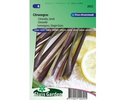 Sluis Garden - Citroengras (Cymbopogon flexuosus)