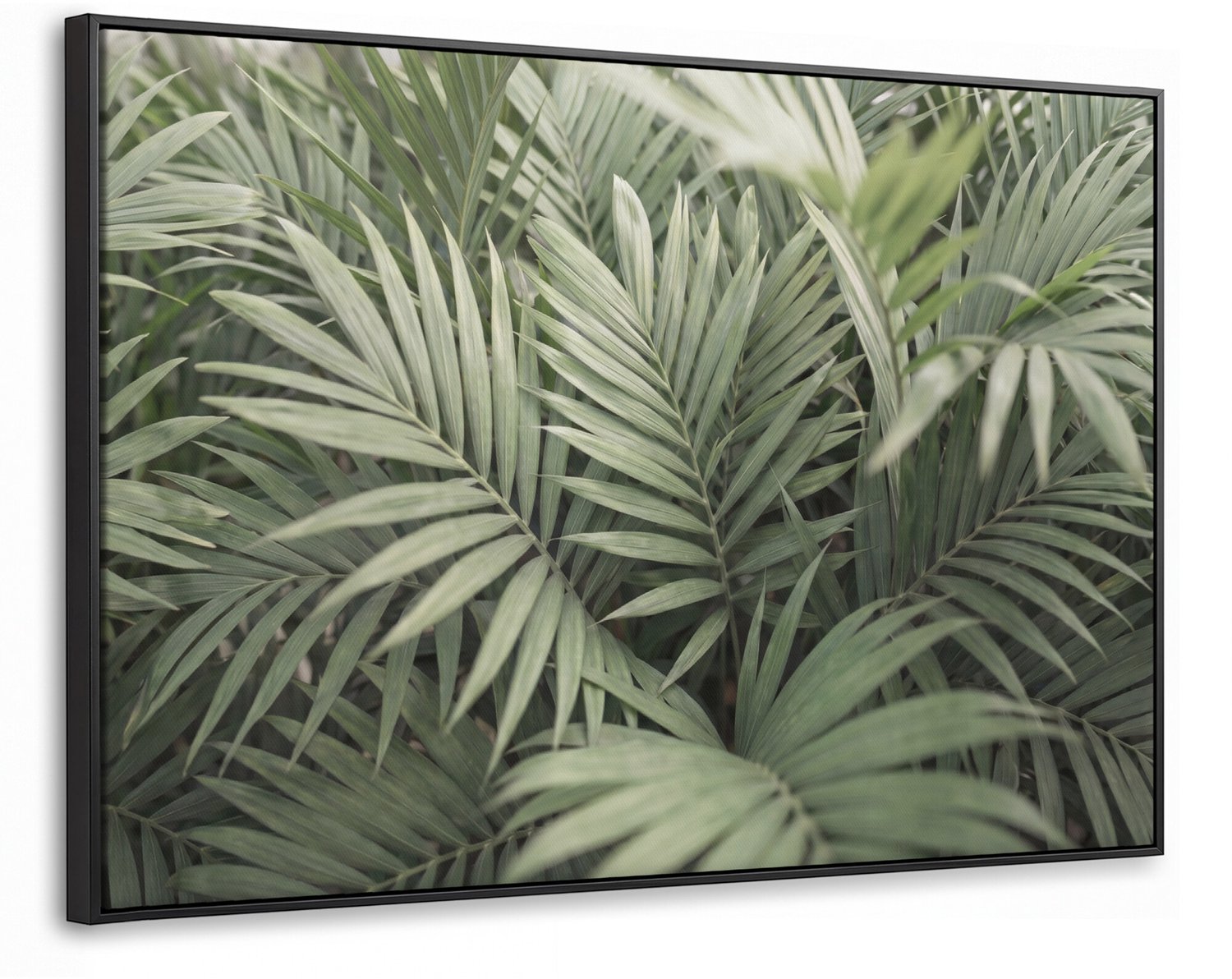 Canvas Schilderij met Baklijst - Plant - Palmbladeren - Natuur - Groen