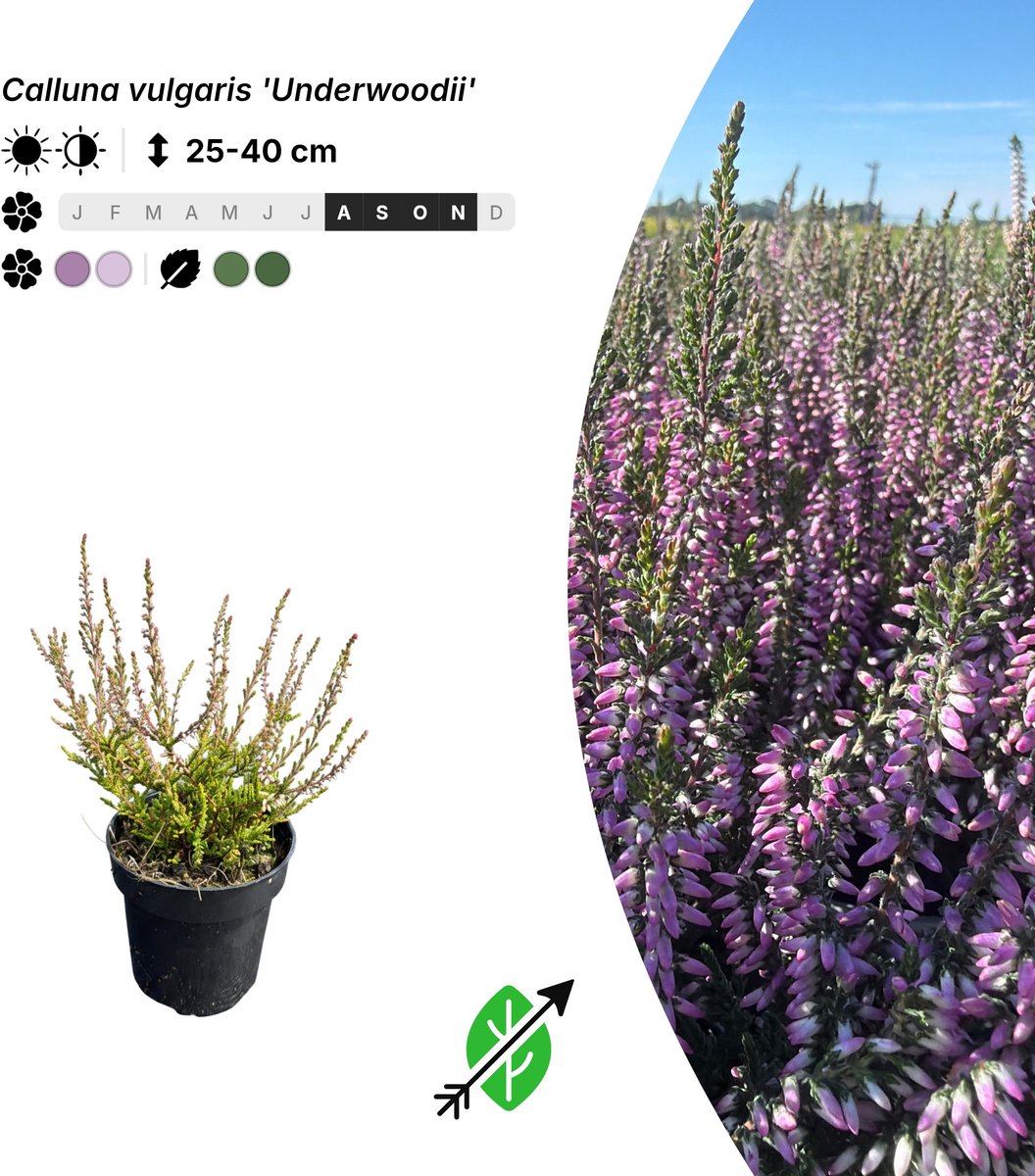 Singleplants - 10x Calluna vulgaris 'Underwoodii' - Pot P9,5 - bodembedekker - in bloeiperiode
