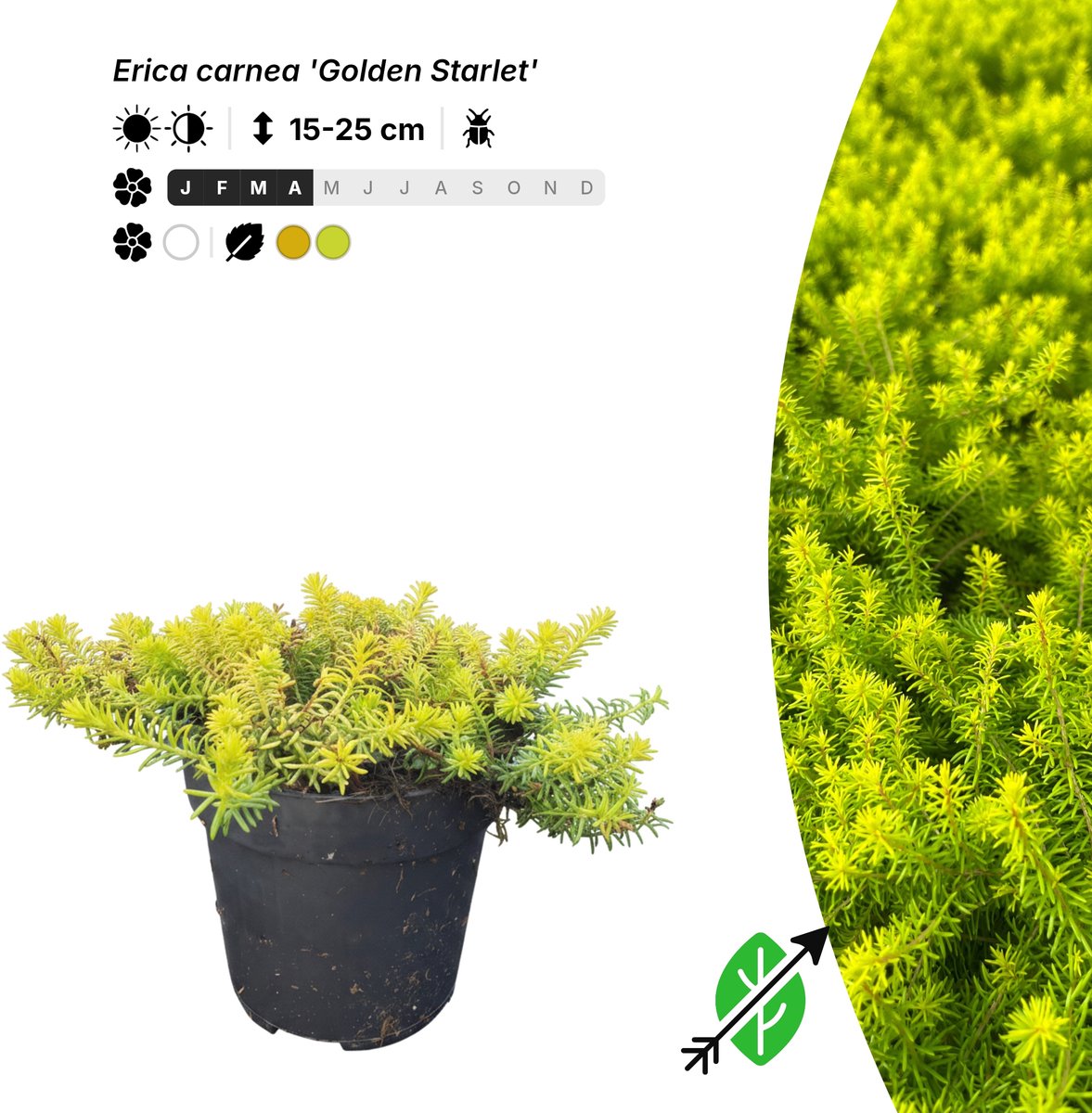Singleplants - 6x Erica carnea 'Golden Starlet' - Pot P9,5 - bodembedekker - winterhard tot -28°C