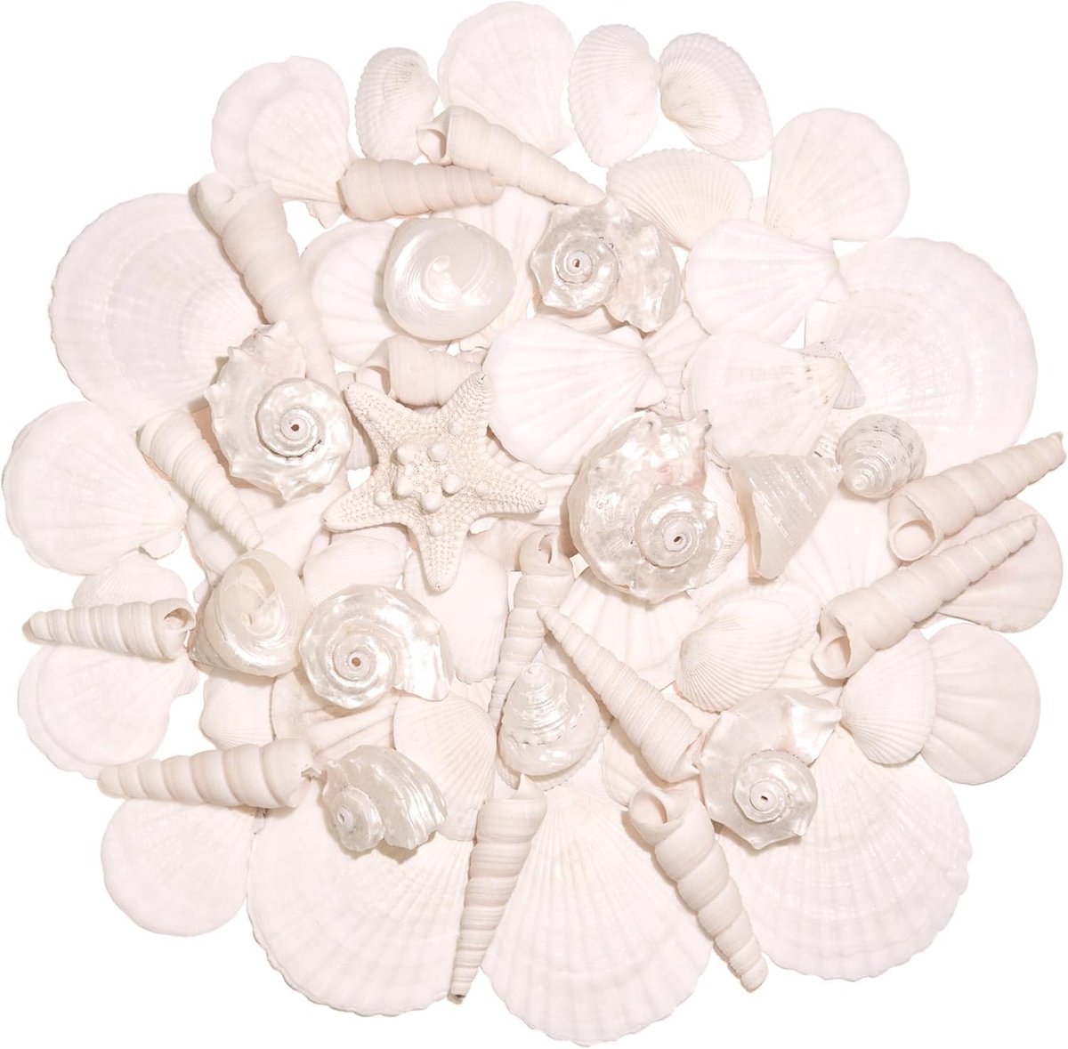 SnelShoppen - Silver White Zeeschelpen Set van 2,5-6,5cm - Natuurlijke Schelpen & Sterrenbeelden voor Strandthema Decoratie, DIY Creaties, Vaasje Vull