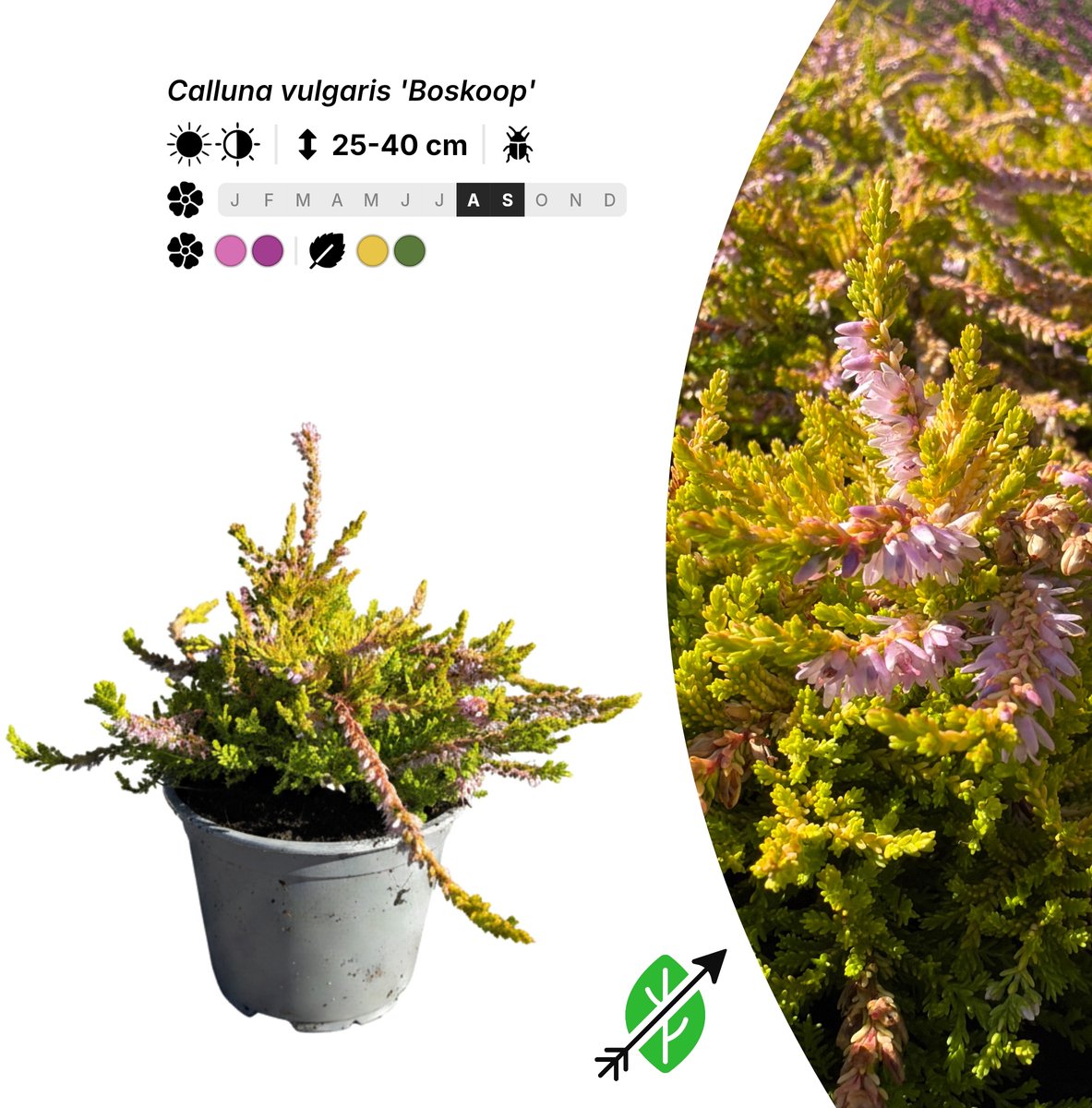 Singleplants - 10x Calluna vulgaris 'Boskoop' - Pot P10,5 - bodembedekker - winterhard tot -30°C