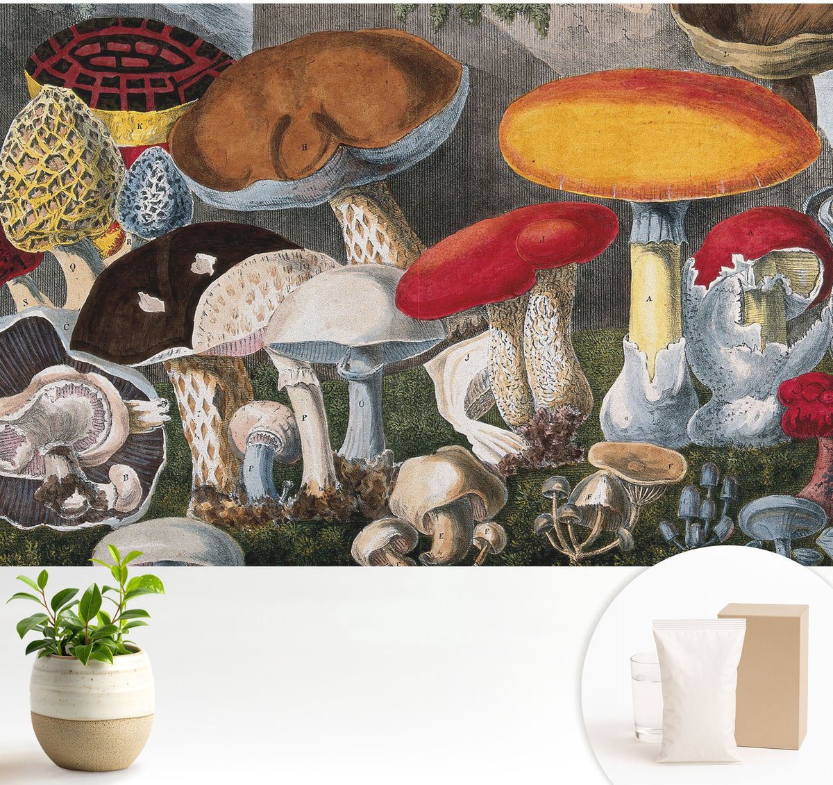Wallfluent Fotobehang - Bruin Vliesbehang - 104x70 cm - Botanische Paddenstoelen Muurschildering - Gang behang Deel - Fotobehang Vlies - Gang behang