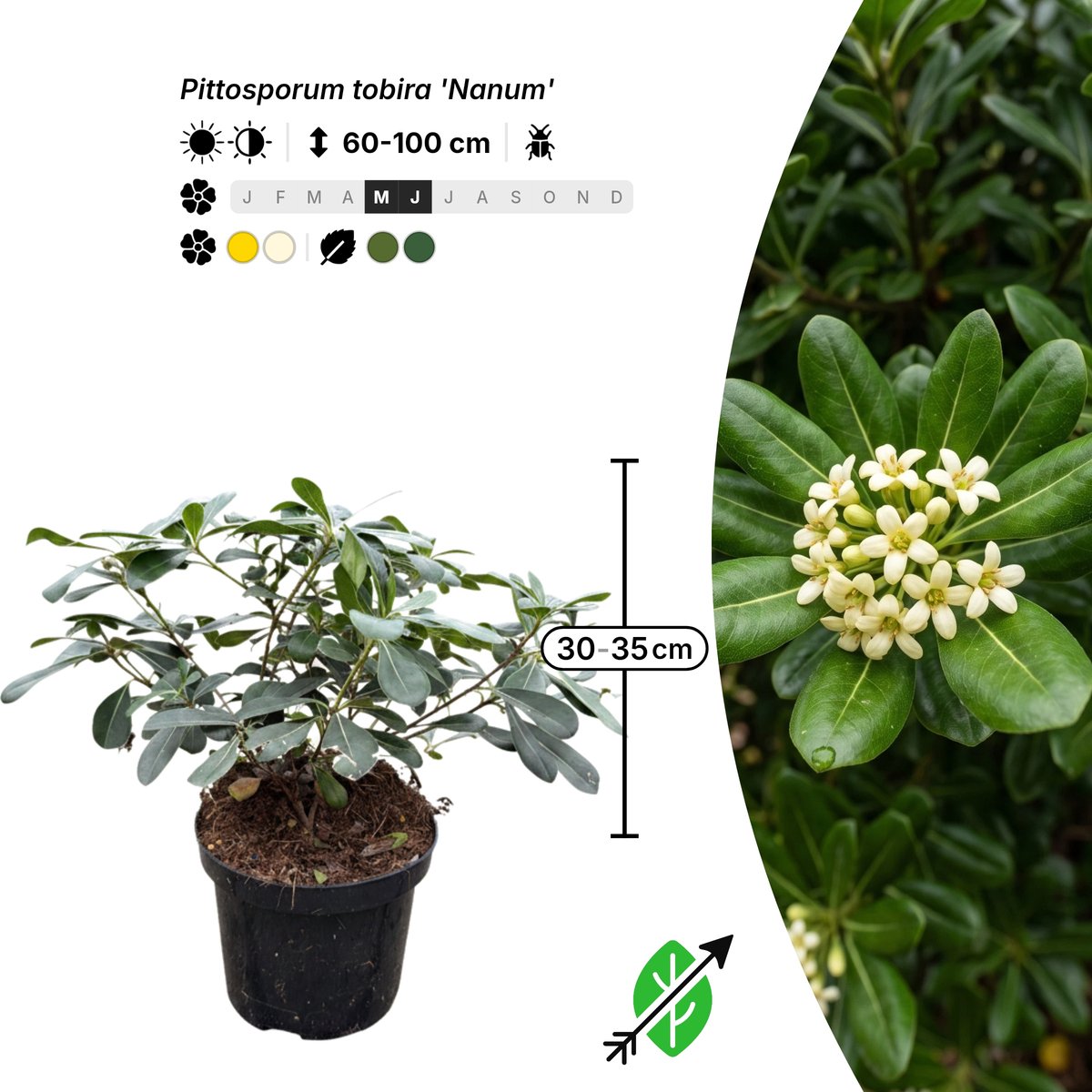 Singleplants - 18x Pittosporum tobira 'Nanum' - Pot C1.5 - haagplant - wintergroen