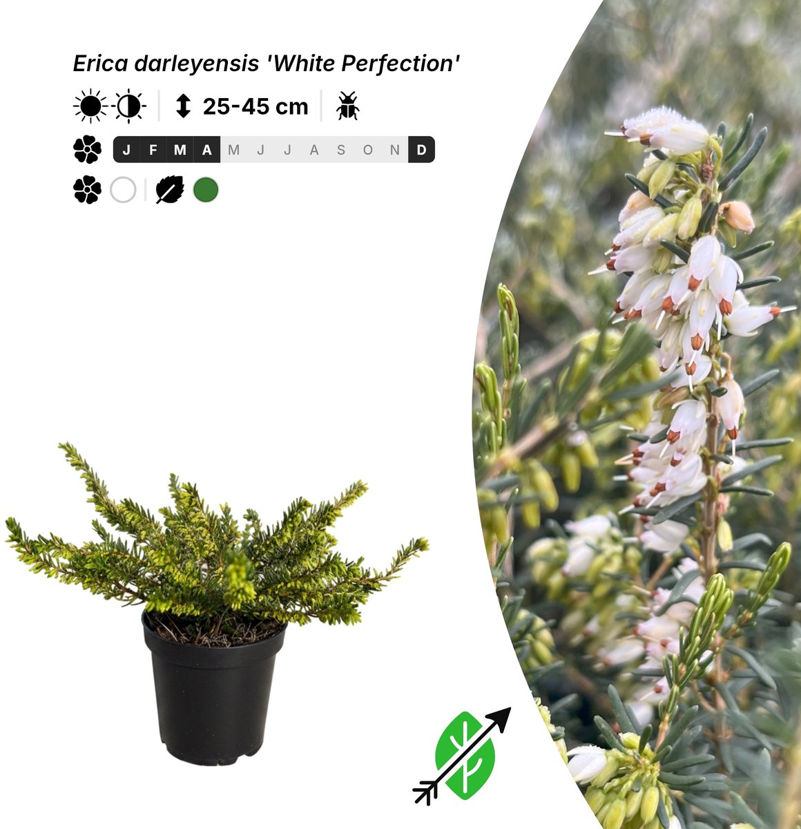 Singleplants - 10x Erica darleyensis 'White Perfection' - Pot P9,5 - bodembedekker - winterhard tot -20°C