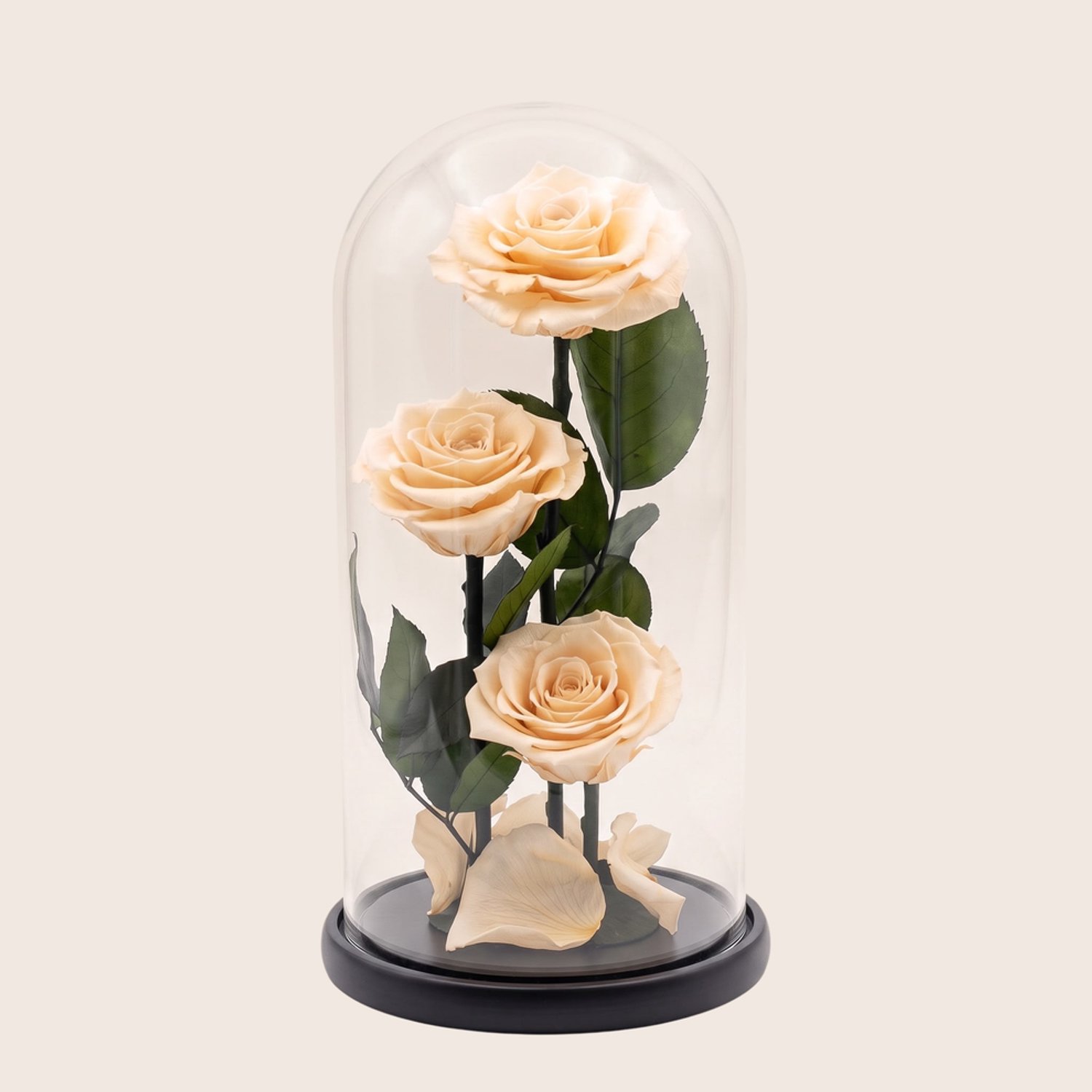 Charle Roses Dome Valentina - 3 echte houdbare rozen onder glazen stolp - 27 cm - Champagne Gold goud - in cadeauverpakking