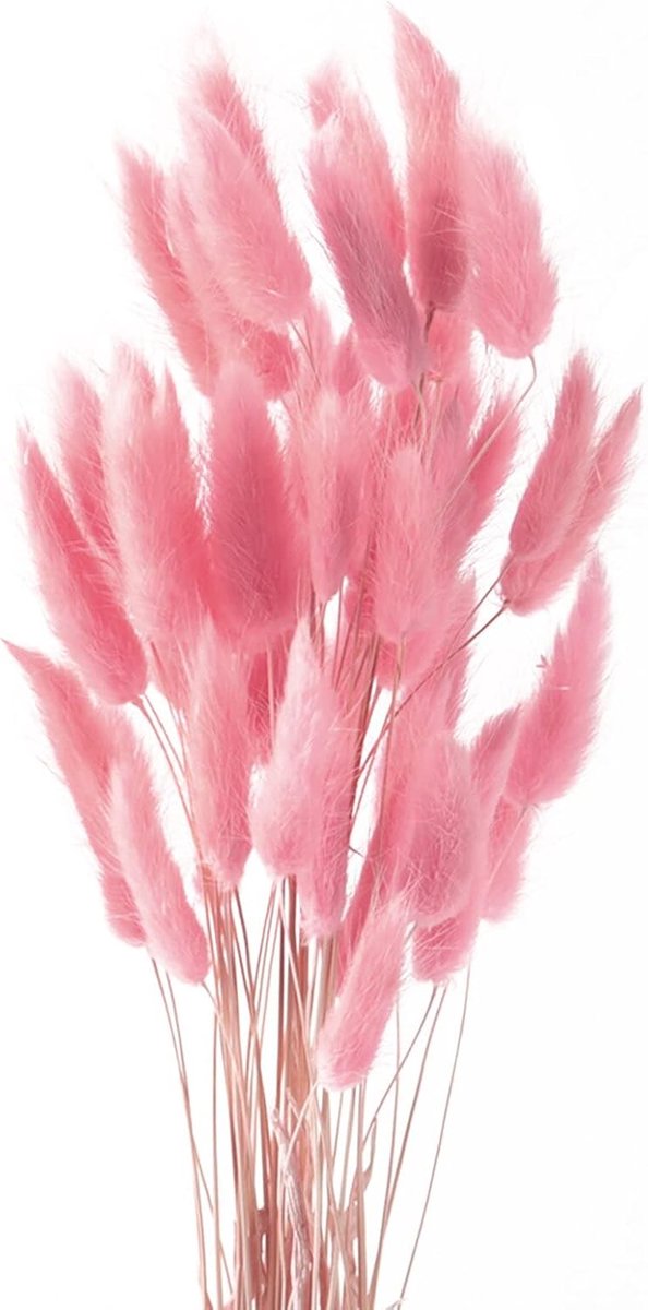 Pampasgras - Set van 50 - Boho - Roze