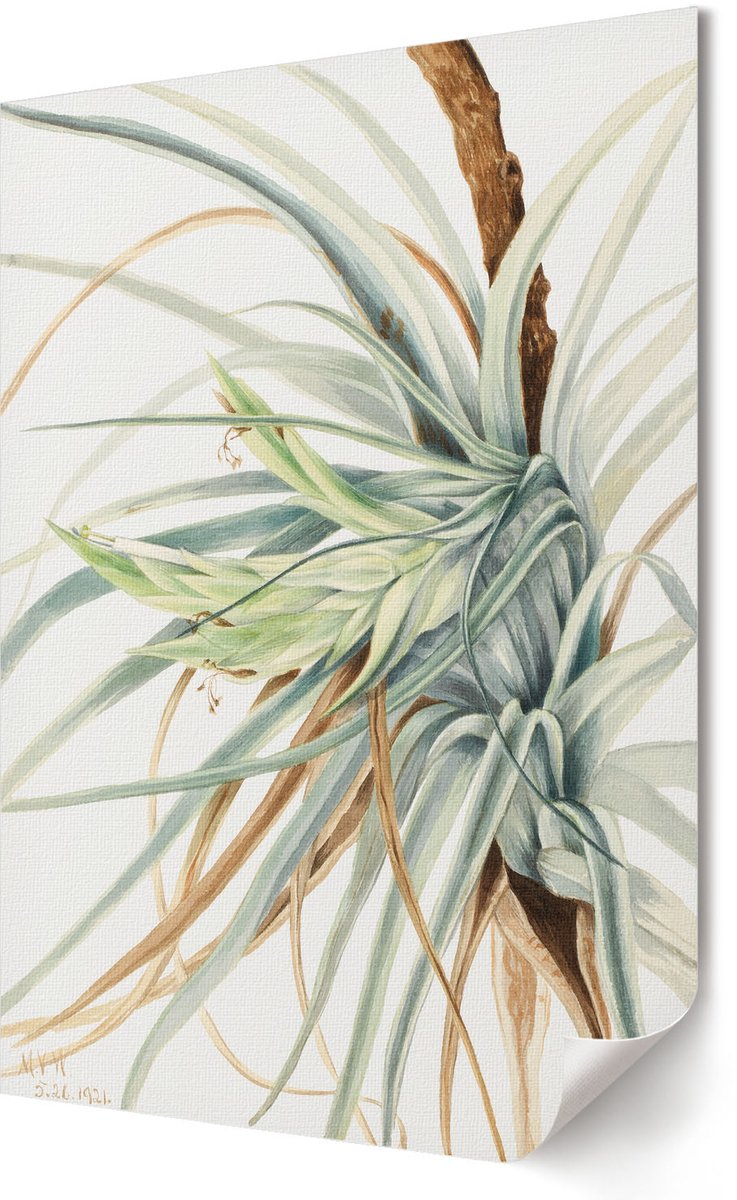 Coloray Polycanvas Poster - Wilde Ananas, Waterverf - 420 x 594 - Wit Wandposter - Rechthoek - Kunstposter - Woonkamer, Slaapkamer, Kantoor - Klassiek