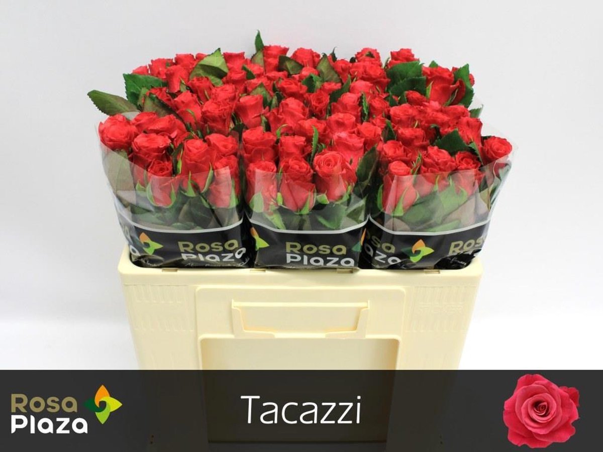 20x Rosa tacazzi+ 50cm