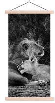 Porte-affiche avec affiche - Affiche scolaire - Lions - Zwart - Animaux sauvages - 60x120 cm - Lattes vierges
