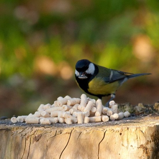 CJ Wildlife 3kg Meelwormtraktatie voor Tuinvogels - Voedzaam - Vet & Eiwitrijk Vogelvoer voor Voedersilo - Tuinvogelvoer voor Buitenvogels