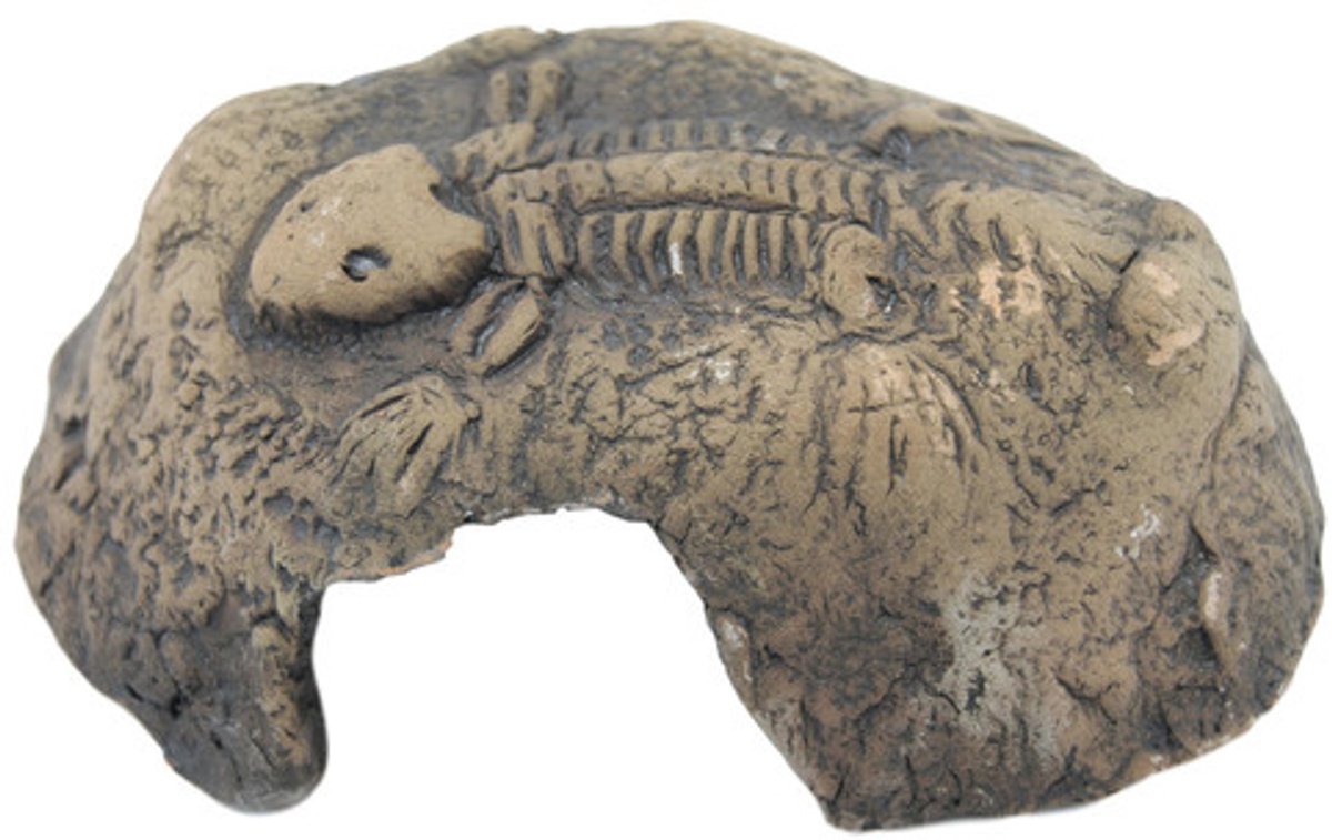 Ceramicnature Aquarium-fossiel 8 X 6 Cm Keramiek Bruin
