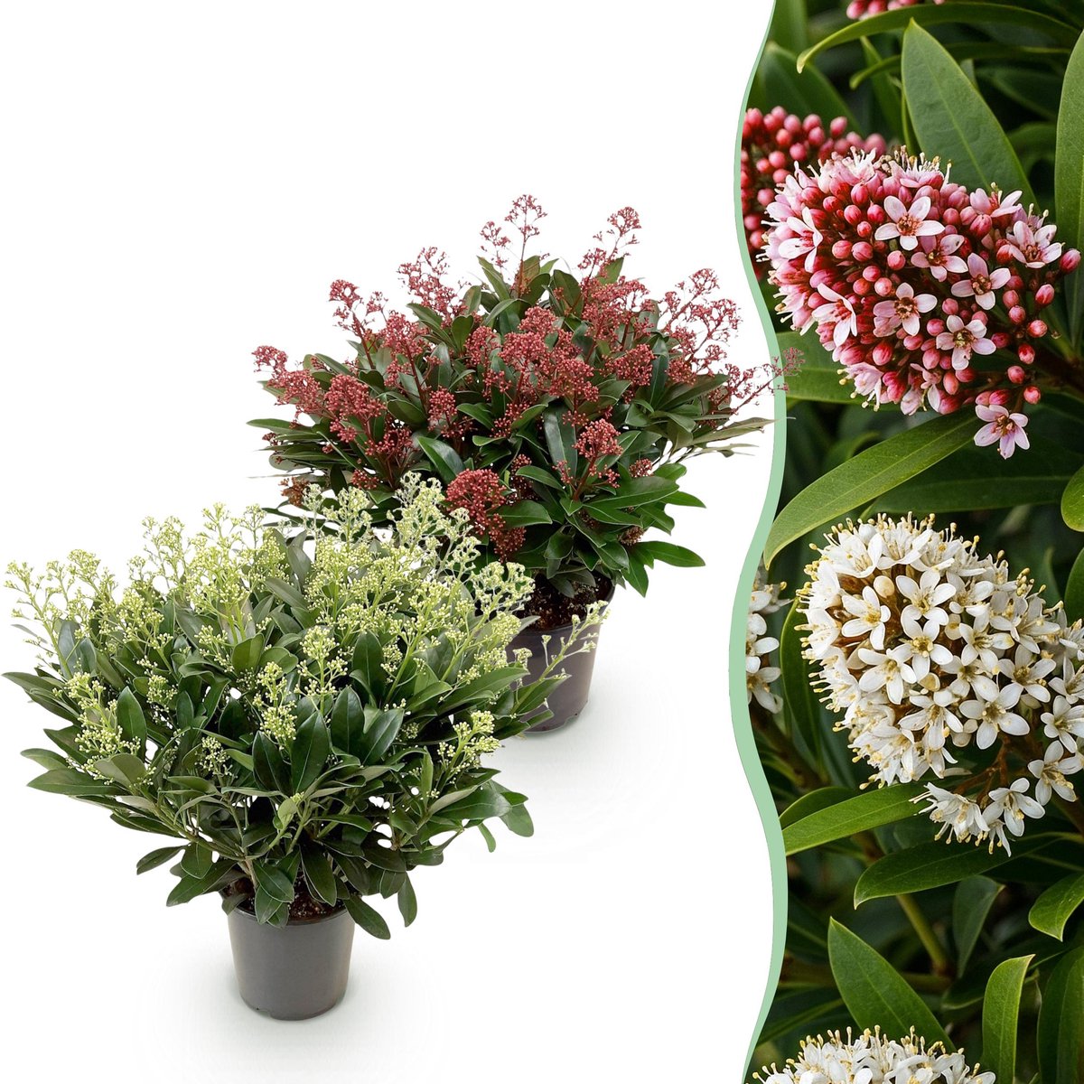 Plantenboetiek.nl | Skimmia japonica Duo - Bloem Wit & Rood - 40+ Bloemen - 2 Planten - Winterhard - Ø19cm - 50-60cm hoog - Tuinplant