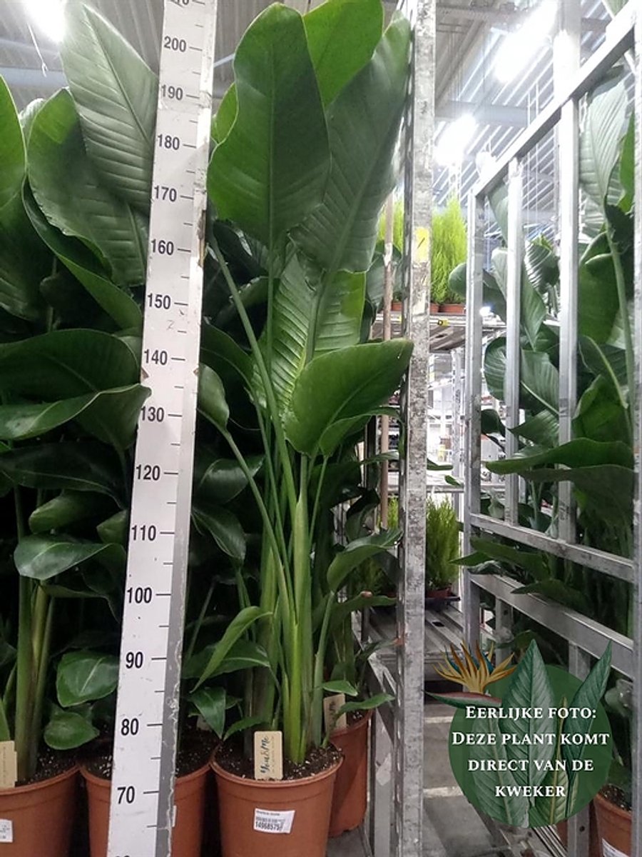 Strelitzia nicolai - Hoogte 120cm - Potmaat 24cm - Luchtzuiverende  Kamerplant - Plant... | bol