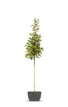 Amerikaanse tulpenboom | Liriodendron tulpifera | Stamomtrek: 10-12 cm