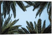 Dibond –Palmbladeren met Blauwe Lucht– 150x100 Foto op Aluminium (Wanddecoratie van metaal)