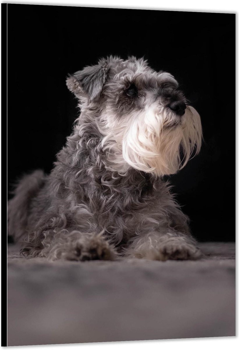 Dibond –Grijze Schnauzer Hond – 60x90 Foto op Aluminium (met ophang) op Prijzenvolger.com