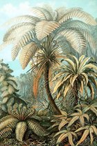 Filicinae op Geborsteld Aluminium (kleur) - WallCatcher | Staand 70 x 105 cm | Ernst Haeckel