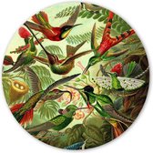 Wooncirkel - Trochilus kolibries - Ernst Haeckel (⌀ 40cm)