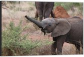 Dibond – Vrolijke Kleine Olifant– 60x40 Foto op Aluminium (Met Ophangsysteem)