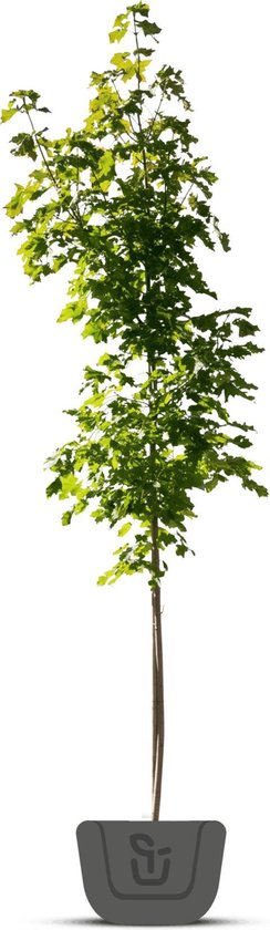 Esdoorn | Acer platanoides Emerald Queen | Stamomtrek: 8-10 cm